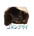 ねこにゃんとにゃっぴ（個別スタンプ：27）