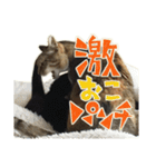 ねこにゃんとにゃっぴ（個別スタンプ：28）