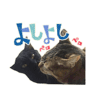 ねこにゃんとにゃっぴ（個別スタンプ：29）