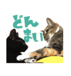 ねこにゃんとにゃっぴ（個別スタンプ：30）