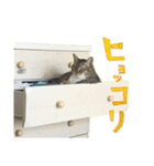 ねこにゃんとにゃっぴ（個別スタンプ：31）