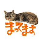 ねこにゃんとにゃっぴ（個別スタンプ：34）