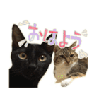 ねこにゃんとにゃっぴ（個別スタンプ：35）