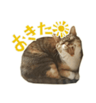 ねこにゃんとにゃっぴ（個別スタンプ：36）