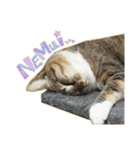 ねこにゃんとにゃっぴ（個別スタンプ：37）