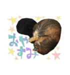 ねこにゃんとにゃっぴ（個別スタンプ：39）