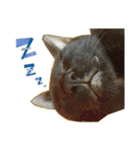 ねこにゃんとにゃっぴ（個別スタンプ：40）