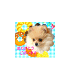 湯の家 看板犬ポメラニアンちゃん1（個別スタンプ：1）