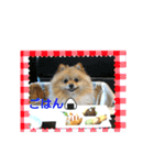 湯の家 看板犬ポメラニアンちゃん1（個別スタンプ：3）