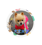 湯の家 看板犬ポメラニアンちゃん1（個別スタンプ：4）