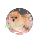 湯の家 看板犬ポメラニアンちゃん1（個別スタンプ：5）