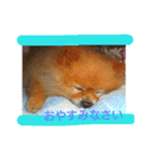 湯の家 看板犬ポメラニアンちゃん1（個別スタンプ：6）