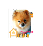 湯の家 看板犬ポメラニアンちゃん1（個別スタンプ：7）