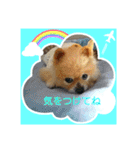 湯の家 看板犬ポメラニアンちゃん1（個別スタンプ：9）