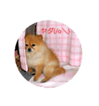 湯の家 看板犬ポメラニアンちゃん1（個別スタンプ：10）