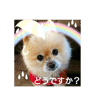 湯の家 看板犬ポメラニアンちゃん1（個別スタンプ：11）