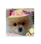 湯の家 看板犬ポメラニアンちゃん1（個別スタンプ：12）
