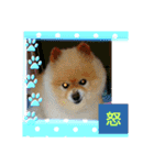 湯の家 看板犬ポメラニアンちゃん1（個別スタンプ：13）