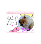 湯の家 看板犬ポメラニアンちゃん1（個別スタンプ：14）