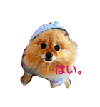 湯の家 看板犬ポメラニアンちゃん1（個別スタンプ：15）