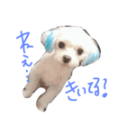 愛犬ズ（個別スタンプ：2）