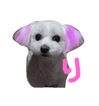 愛犬ズ（個別スタンプ：3）