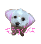 愛犬ズ（個別スタンプ：5）