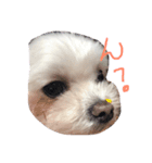 愛犬ズ（個別スタンプ：6）