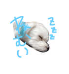愛犬ズ（個別スタンプ：8）