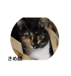 日常で使えるねこスタンプ（個別スタンプ：4）