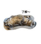 日常で使えるねこスタンプ（個別スタンプ：5）