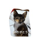 日常で使えるねこスタンプ（個別スタンプ：7）