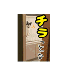 おもしろペットず 2（個別スタンプ：9）