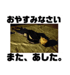 これが、日常なのだよ。（個別スタンプ：8）