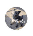 けだま。（個別スタンプ：1）