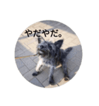 けだま。（個別スタンプ：3）