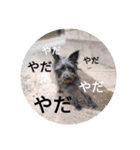 けだま。（個別スタンプ：4）