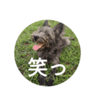 けだま。（個別スタンプ：5）