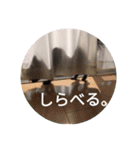 けだま。（個別スタンプ：9）