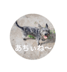 けだま。（個別スタンプ：10）