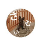 けだま。（個別スタンプ：11）