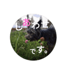 けだま。（個別スタンプ：12）