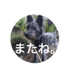 けだま。（個別スタンプ：13）