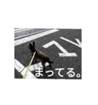 けだま。（個別スタンプ：15）