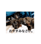 けだま。（個別スタンプ：16）