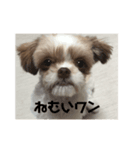 ワンワンとウーマン（個別スタンプ：4）