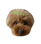 日常編(友達Vr)（個別スタンプ：1）