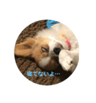 パピヨン  Nani（個別スタンプ：6）
