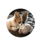 パピヨン  Nani（個別スタンプ：10）