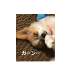 パピヨン  Nani（個別スタンプ：13）